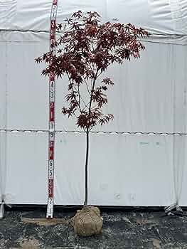 野村紅葉/A351 野村紅葉/A351