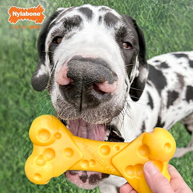 Foto 7 de 8 de Nylabone - Dura Chew Cheese Bone para perros de hasta 23 kg