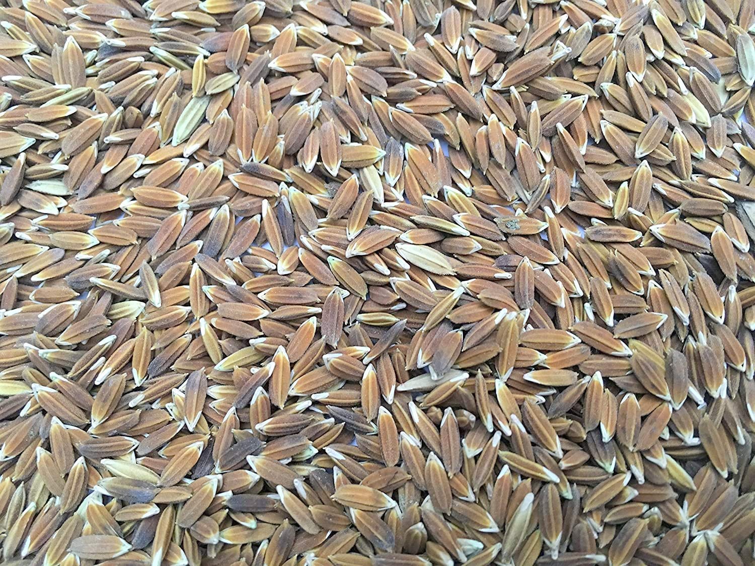 GREEN WORLD Red Rice Rarest Red Sali/Rakth Shali Paddy Seeds - 100 Gms For Farming-image-6