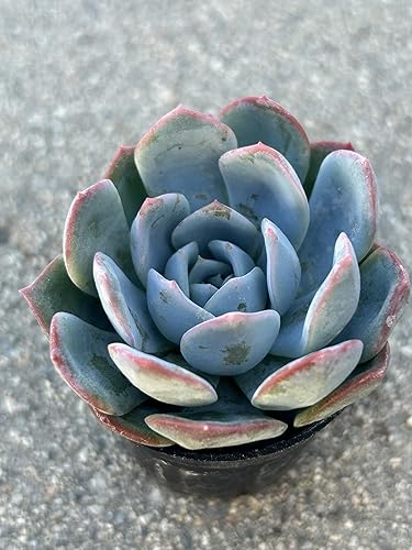 Miniatura 5 de Echeveria 'Suryeon' - Planta suculenta viva, maceta de 2 pulgadas, totalmente enraizada con tierra, azul-verde con bordes rosados, decoración para