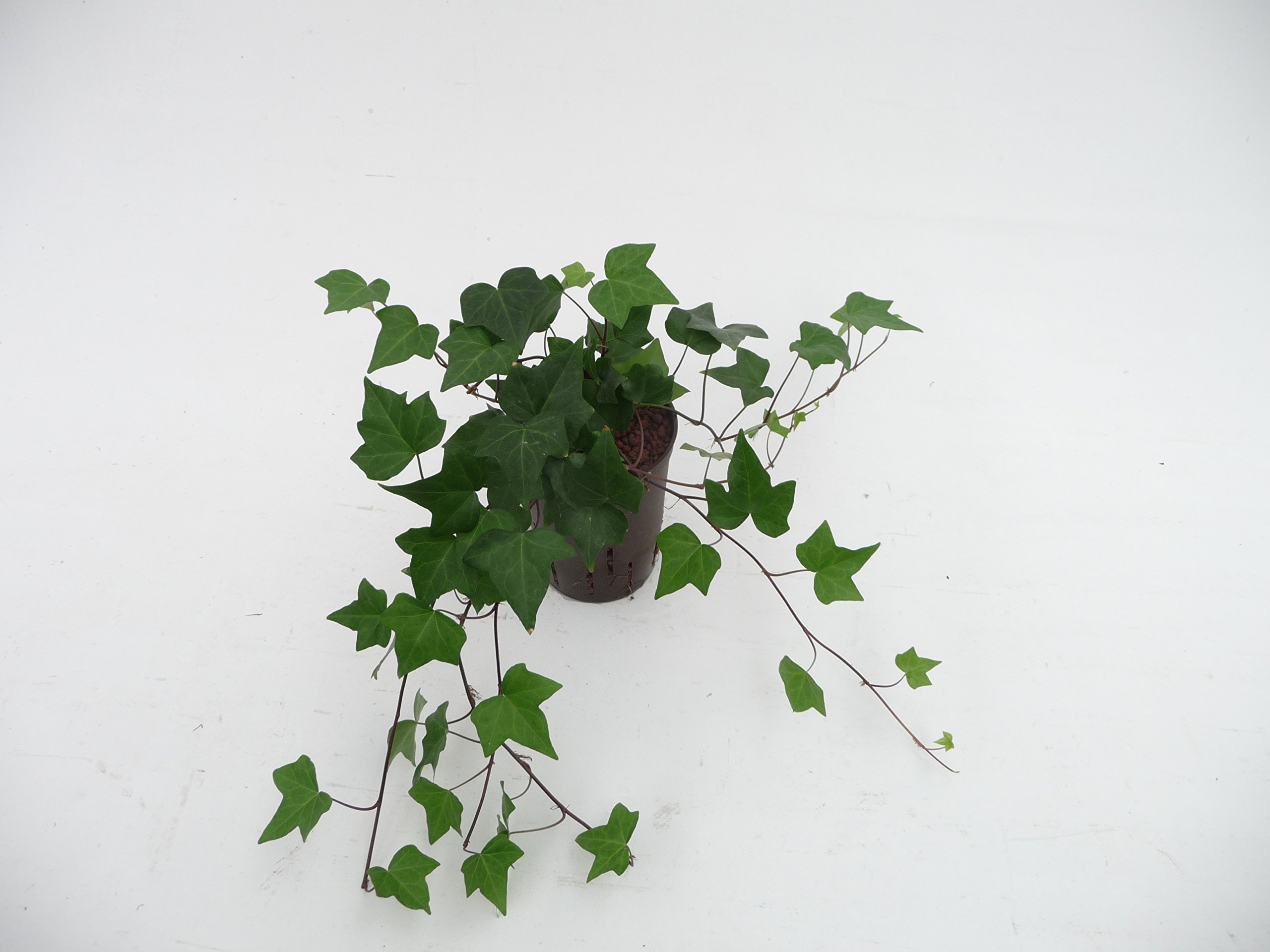 Efeu, Hedera helix Montgomery, Zimmerpflanze in Hydrokultur, 15/19er  Kulturtopf, 20-30 cm : Amazon.de: Garten