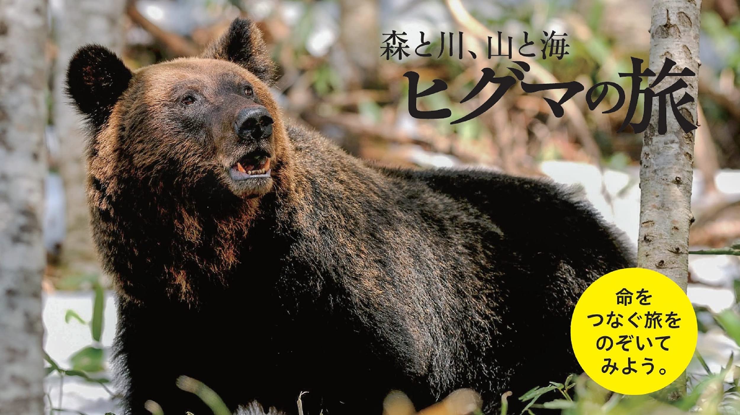 森と川 山と海 ヒグマの旅 命のつながり1 二神 慎之介 二神 慎之介 本 通販 Amazon 森と川 山と海 ヒグマの旅 命のつながり1 二神 慎之介 二神 慎之介 本 通販 Amazon