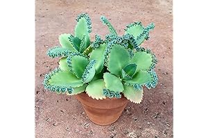 Easy Maintenance Mother of Thousands Live Plant for Home or Office Decor