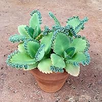 Vista 1 de Cozy Garden / 3 Madre de miles/tamaño mediano/planta viva/raíz desnuda