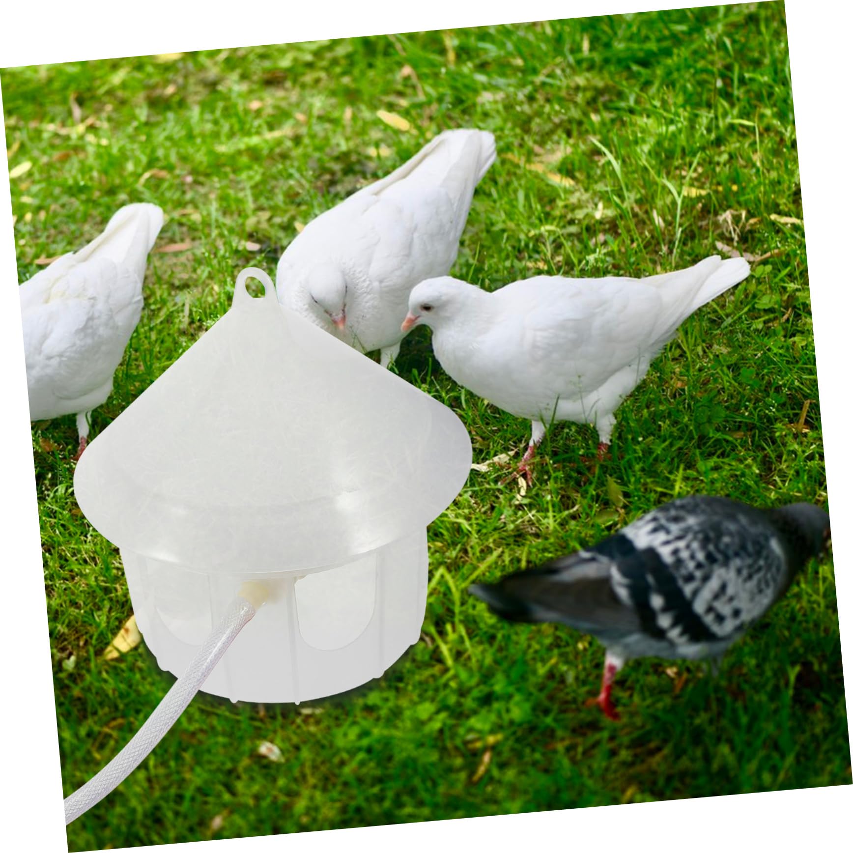 UPKOCH Bebedero para Palomas Dispensador De Agua Automático Comedero para Pájaros De Plástico para Uso Jaula
