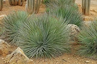 Agave Striata Subsp. Striata – Espadin - Hardy Spiney Succulent - 10 Fresh Seeds