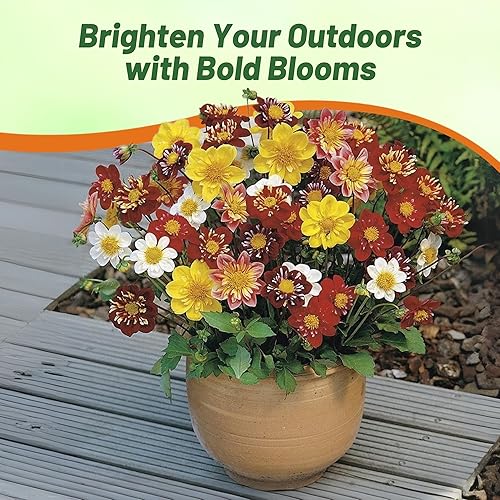 Miniatura 6 de Outsidepride Dahlia Dandy Flower Seed Plant Mix - 500 semillas