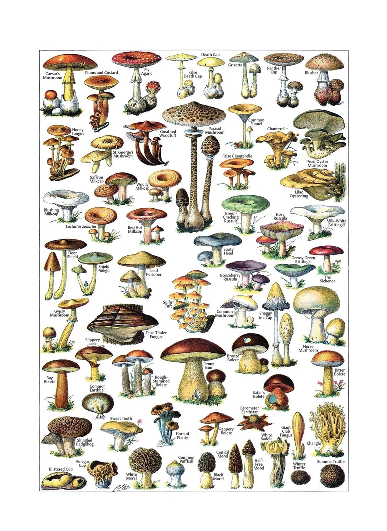 Vintage Mushroom Identification Poster - Antique Mycology Chart Print, Botanical Fungus Guide for Classroom and Home Wall Decor(Unframed,16x24inch(40x60cm))