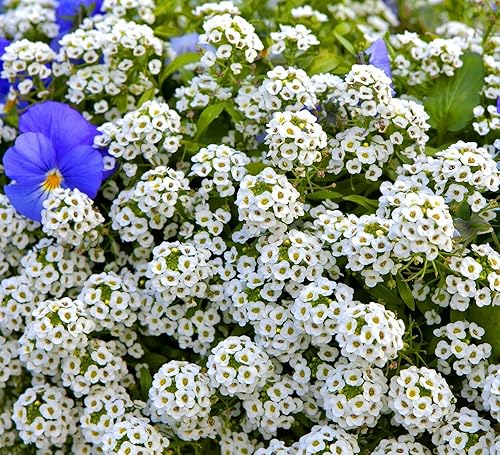 Sweet Alyssum Carpet of Snow 1600 Seeds + Freebie +
