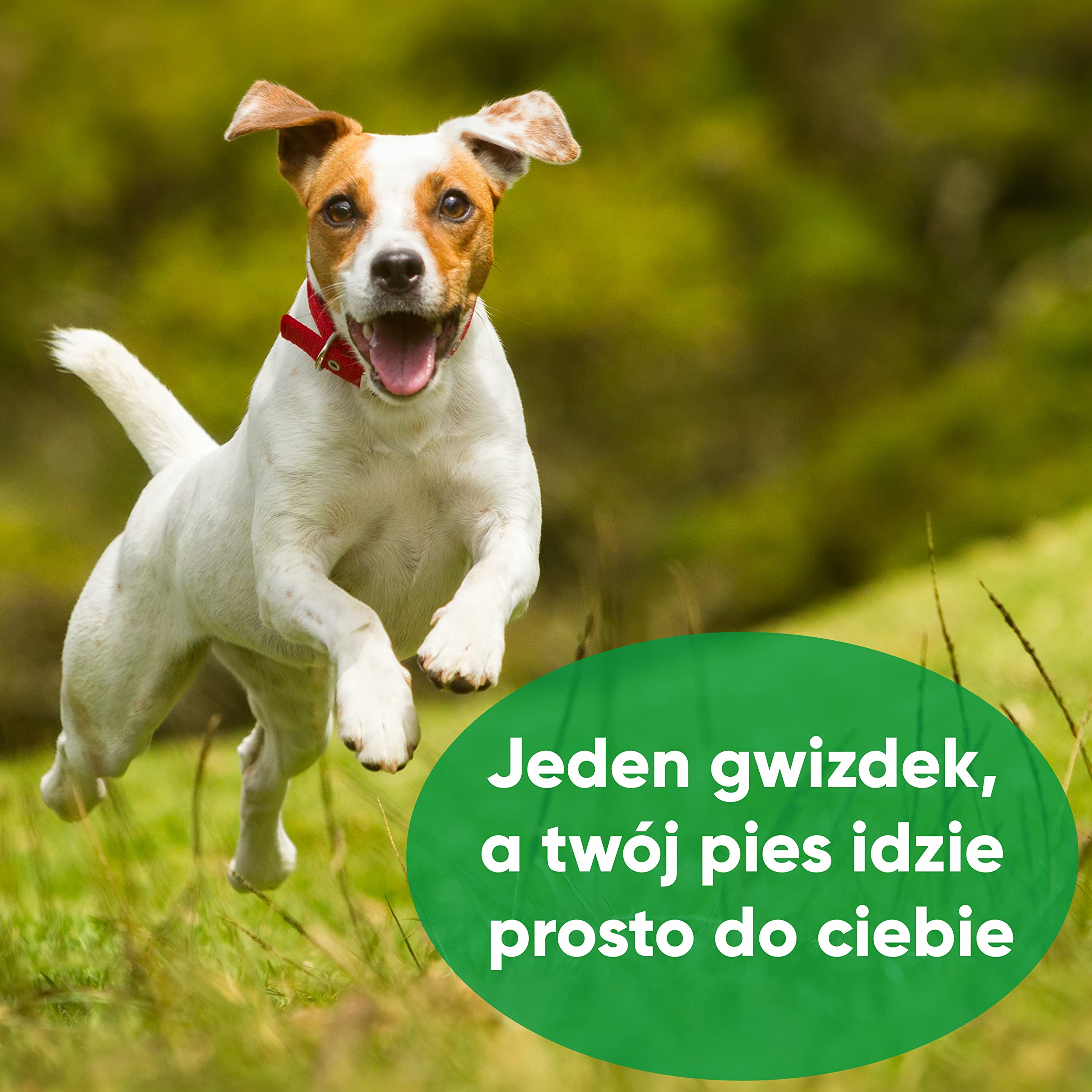 🐾 ENERO® Fajka dla psa – ekstremalnie niezawodny trening i wychowanie – wysoka częstotliwość – daleko idąca głośność – wraz z praktycznym paskiem do zawieszenia
