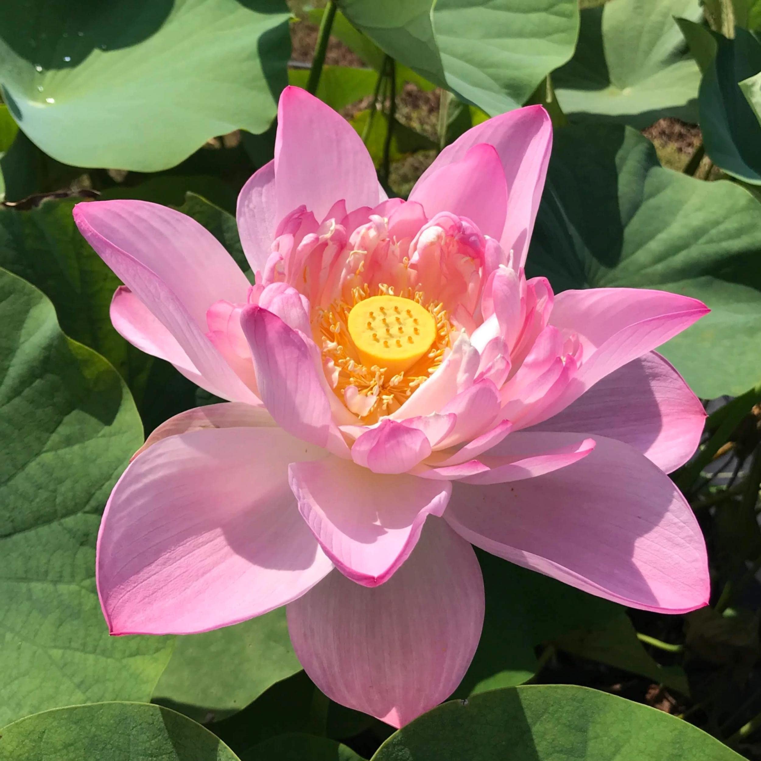 Chalily Blushing Bride Lotus Tuber