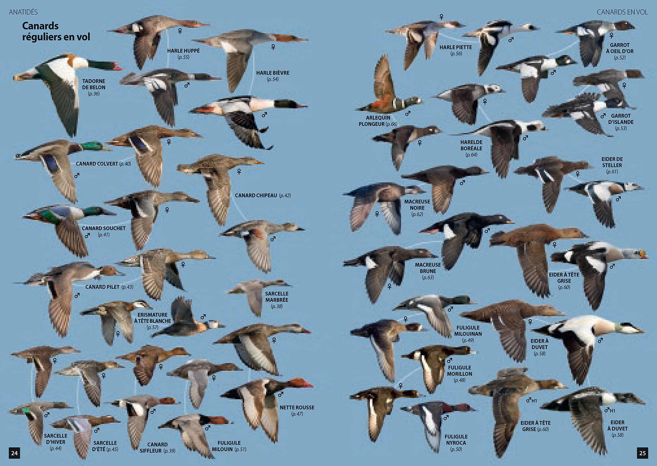 Guide des Oiseaux d'Europe: Manuel d'identification photographique