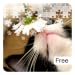 More Kittens Jigsaw Puzzles