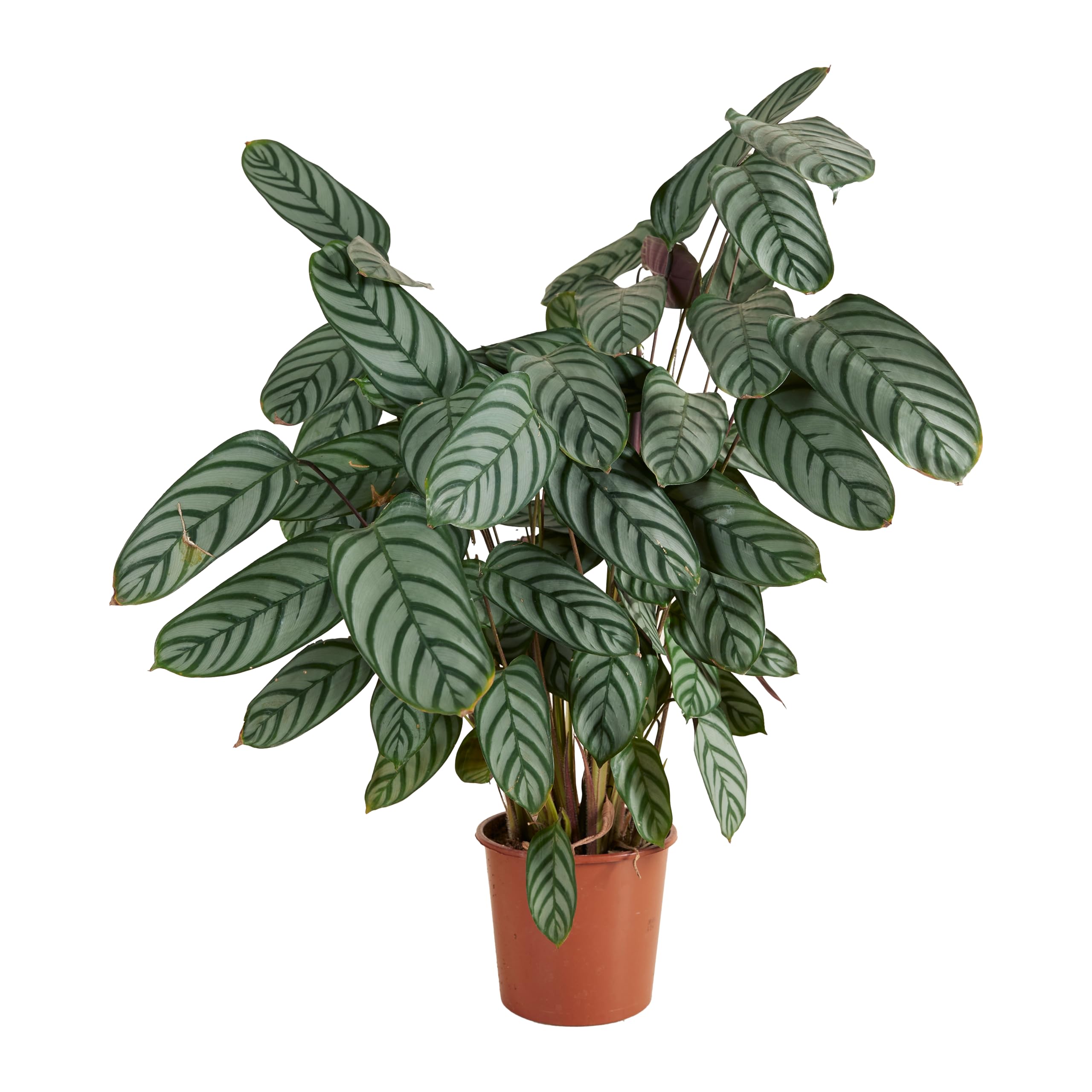 Bloomique - Calathea Compactstar - Plante Paon - Plantes d'intérieur - Purifiant l'air - Facile d'entretien - Respectueux des animaux - 60-​70 cm de Haut - Pot 17 cm