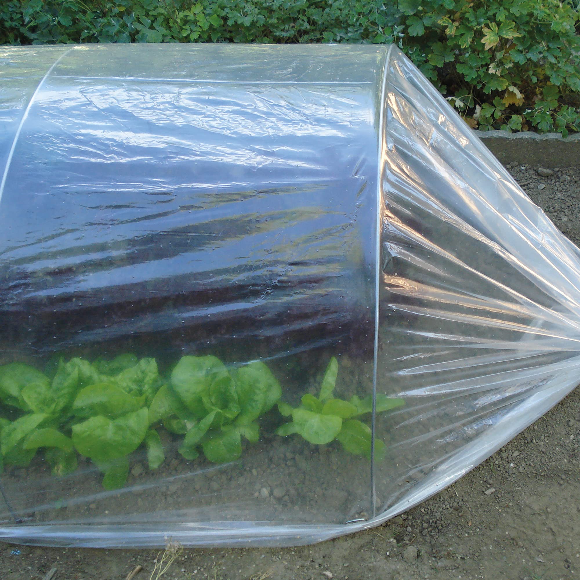 TENAX Dot Film 2,00x10 m Film de Forçage Micro-perforé Transparent Protection Cultures Légumes Plantes Jardin
