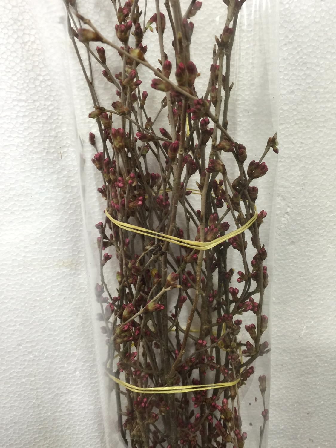 Amazon 花木屋 啓翁桜 90cm 5本組 花材 生花 切花 年賀 歳暮 プレゼント 切り花 オンライン通販