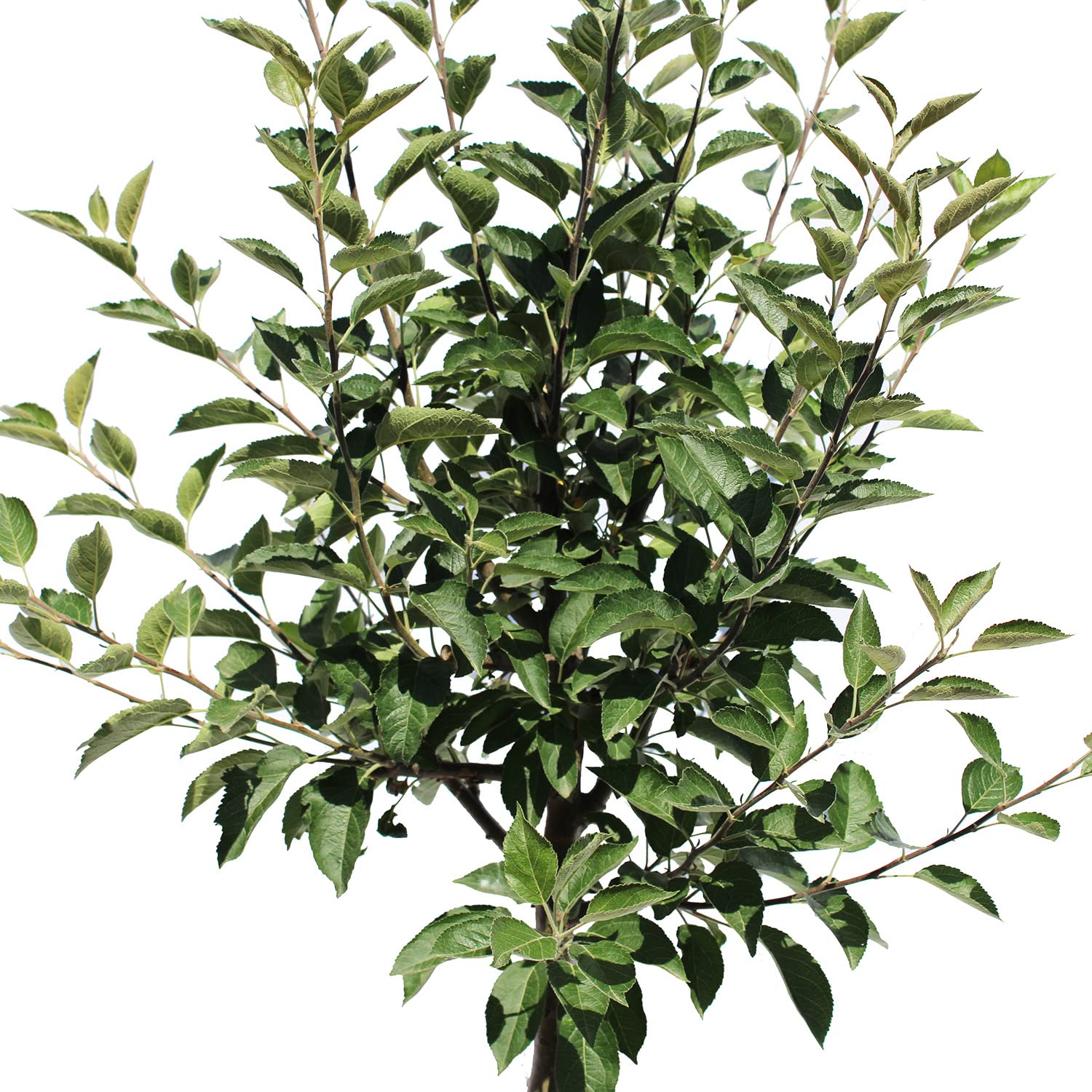 KENTIS - Pommier - Malus Domestica - Vraies Plantes d'Extérieur - Arbre Fruitier de Jardin d'Ornement - Pot de Culture Ø 28 cm