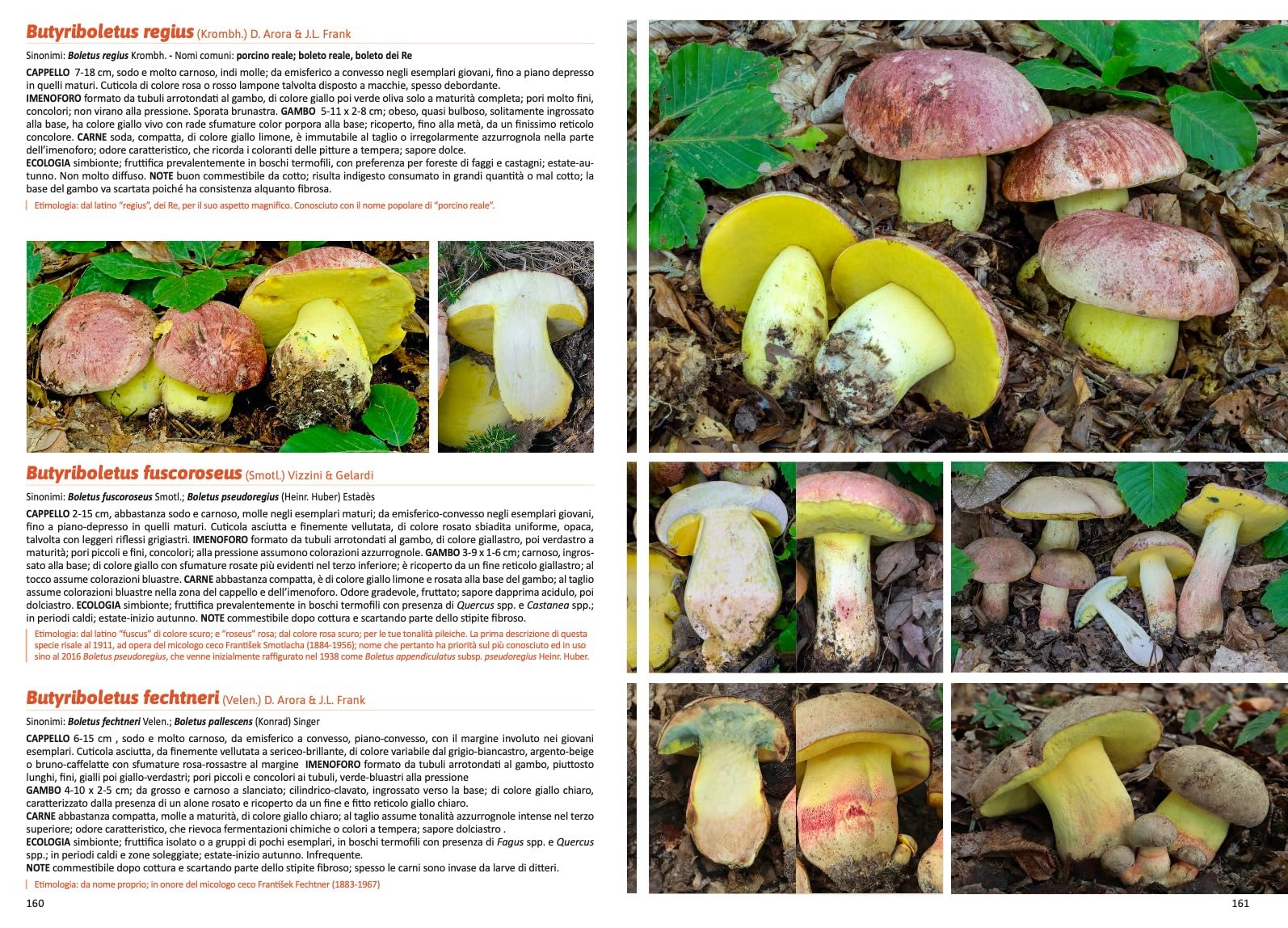 Funghi in Italia. Guida pratica alla ricerca e al riconoscimento