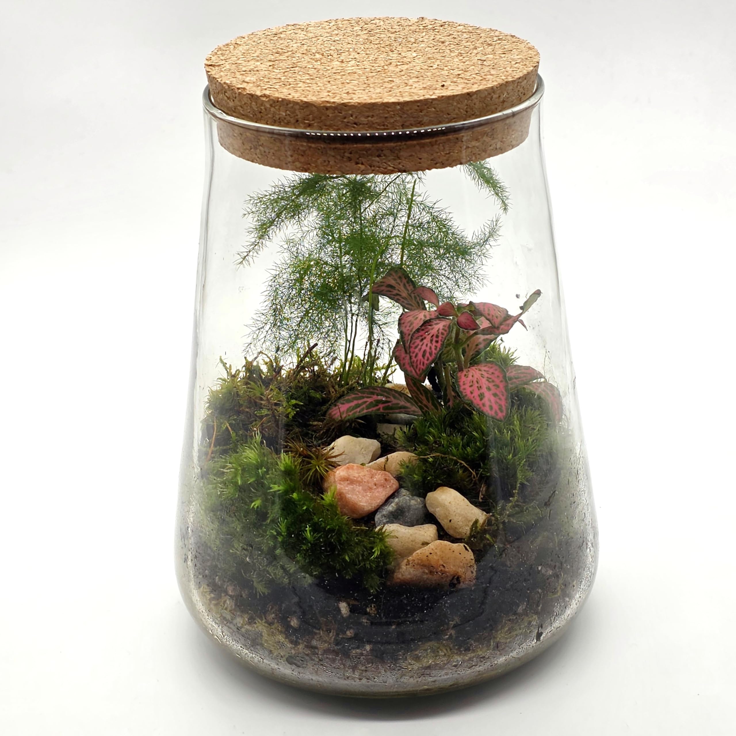 Kit de terrario cerrado con tarro de vidrio de 1,8 L, juego completo de terrario con tapa de corcho, musgo, LECA, tierra y piedras decorativas