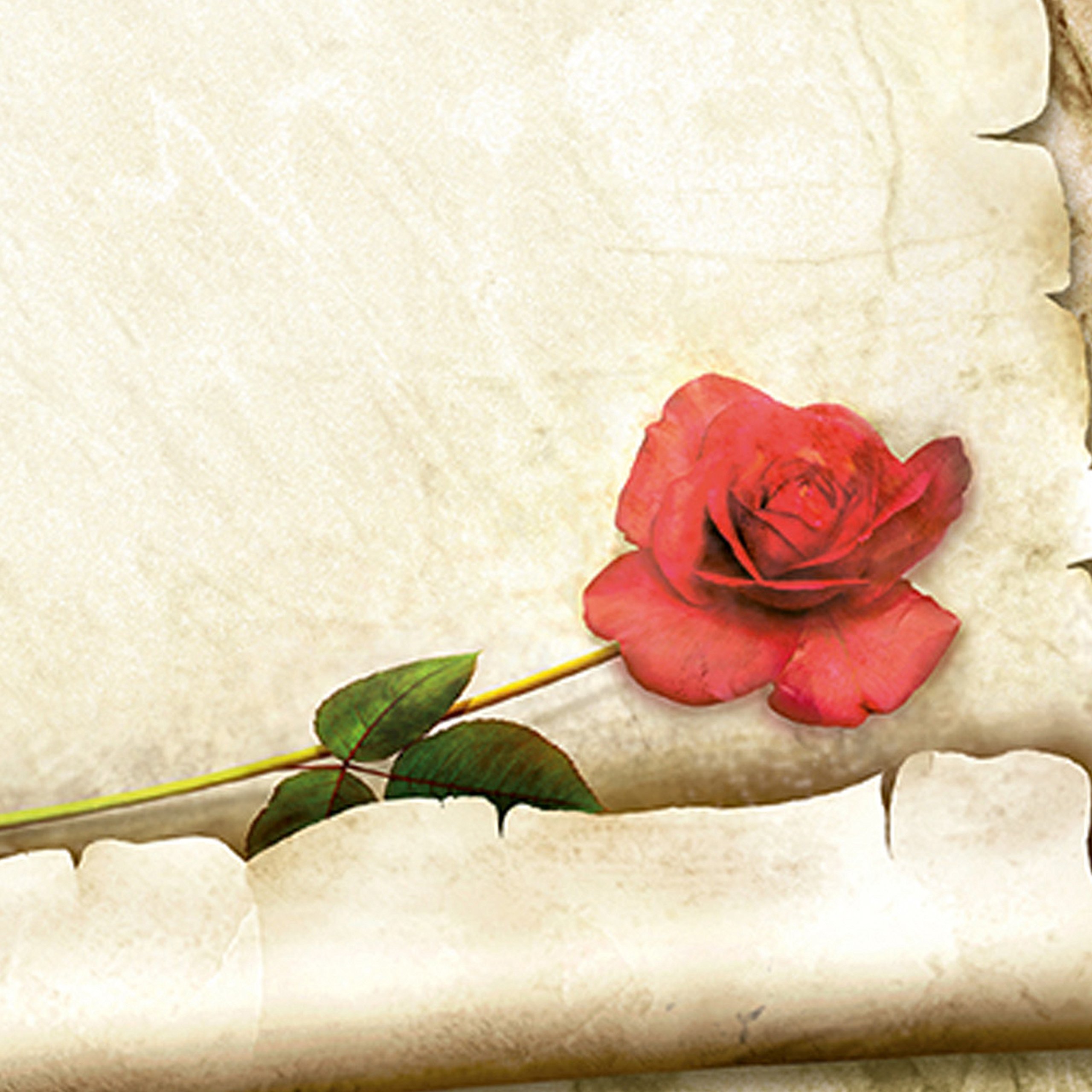 TATMOTIVE Briefpapier Rote Rose 1000 Blatt Liebesbriefe | Beidseitig bedrucktes Motivpapier mit Pergamentrolle, DIN A4 Format, 90g/qm Offsetpapier für persönliche Schreiben