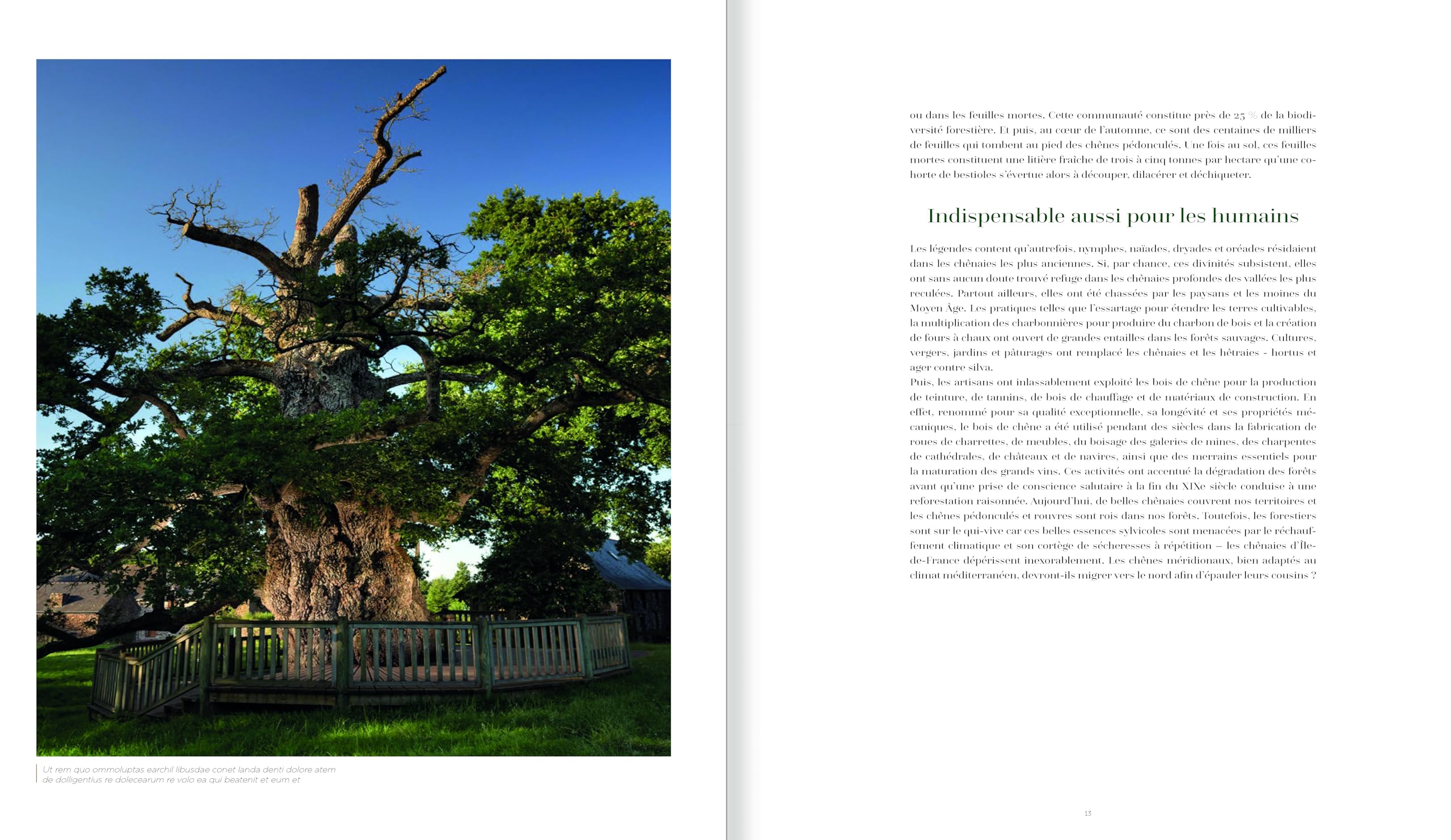 Arbres, secrets de géants