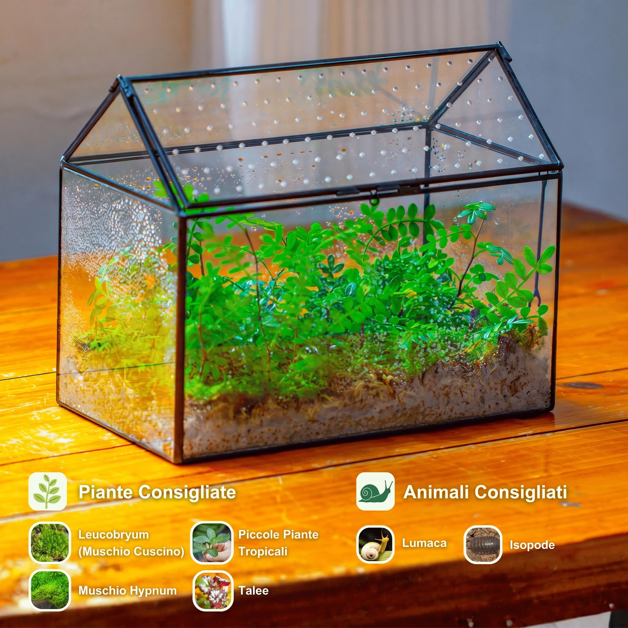 NCYP 26x15x21cm Terrario in Vetro a Forma di Casa con Coperchio in Acrilico, Terrario Geometrico fatto a mano per Lumache, Piante Grasse, Regalo Fai Da Te (solo terrario)