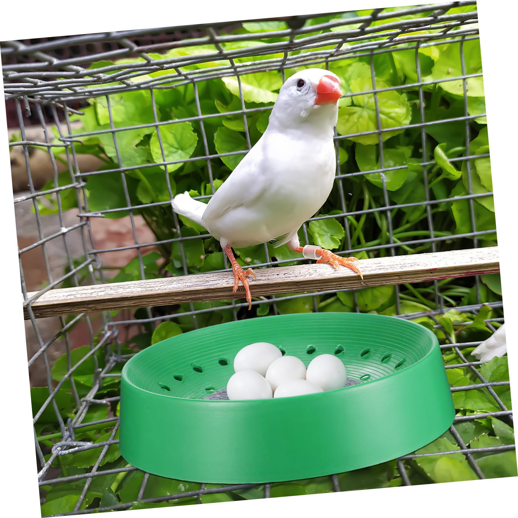 Cabilock 10 Piezas Caja Nido De Palomas Criadero De Aves Forro De Jaula De Pájaros Estera De De Cría Cajas Nido De Pollo Loro Paloma Suministros Pañales De Pollo Terrario Cola Larga