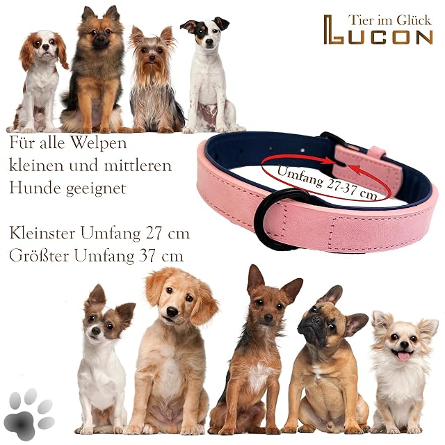 Foto 4 de 7 de LUCON Collar de perro con correa en juego de collar para cachorros pequeños y medianos Collar de cuero…