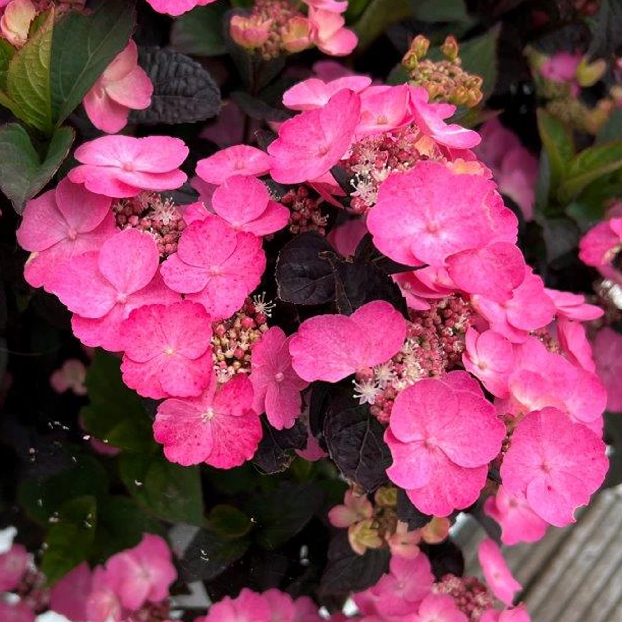 Hydrangea Daredevil - Hardy Pink Flowering Perennial Outdoor Plant in Pot - Garden Shrub with Showy Flowers (9cm Pot, 20-30cm)
