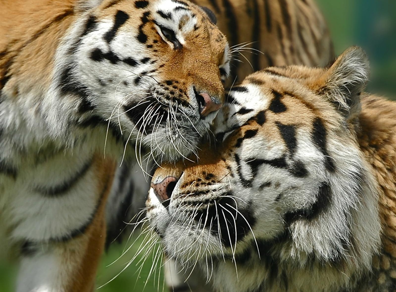 Casse Tete Adulte Difficile Puzzle 1500 Piece Tigres Grands Animaux 87x57cm