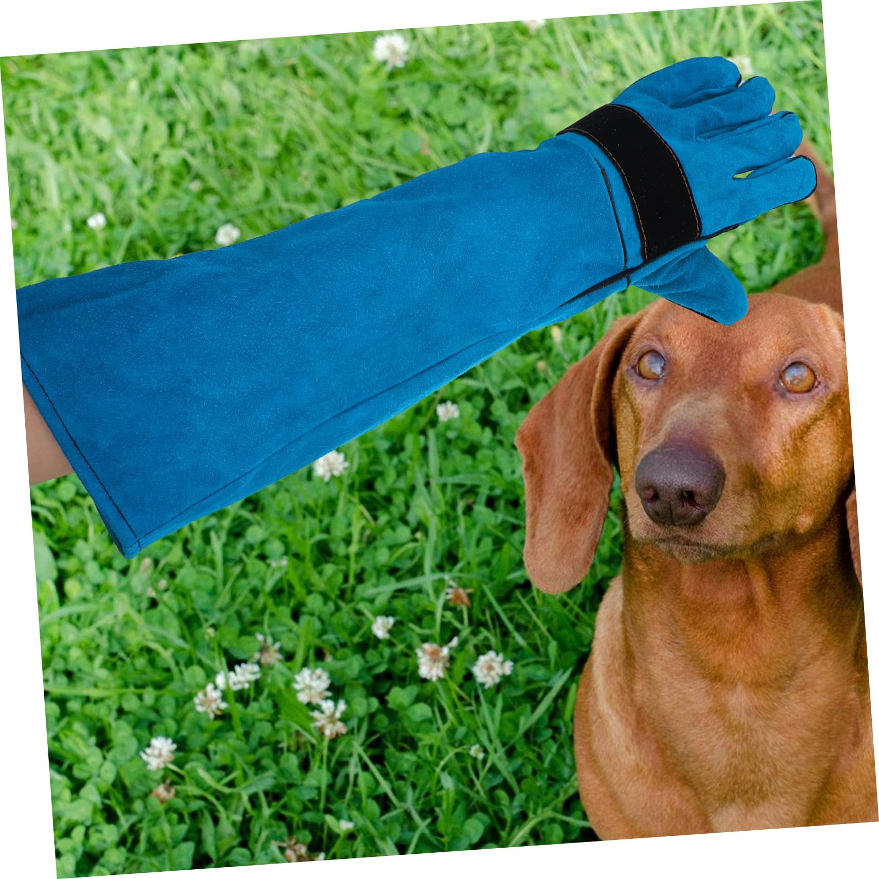 Moufles de Protection en Cuir de Vache pour Chien et Serpent, Ajustables