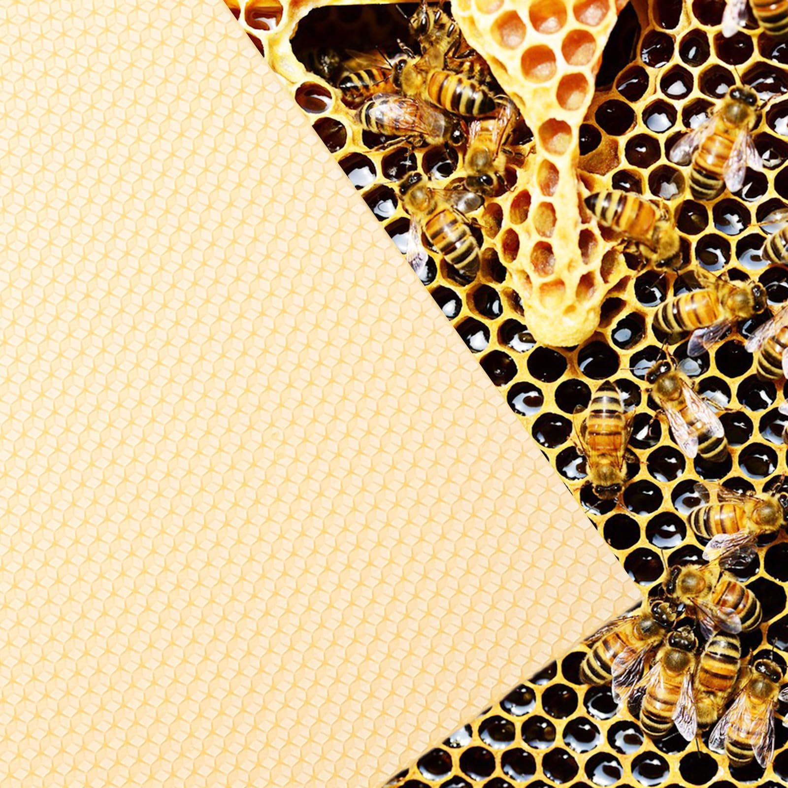 Fogli di Fondazione per Arnia in Cera D’api 10 Pezzi Arancia | Attrezzatura per Apicoltura, Fogli Naturali per Costruzione Nido, Formato Pratico per Lavorazione Rapida