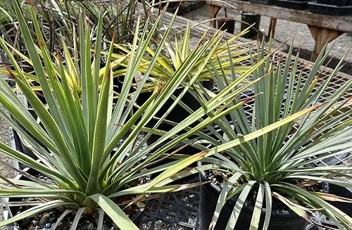 Miniatura 2 de Yuca de plátano - 20 semillas - Tolerante a la sequía, frutas comestibles, yuca baccata!