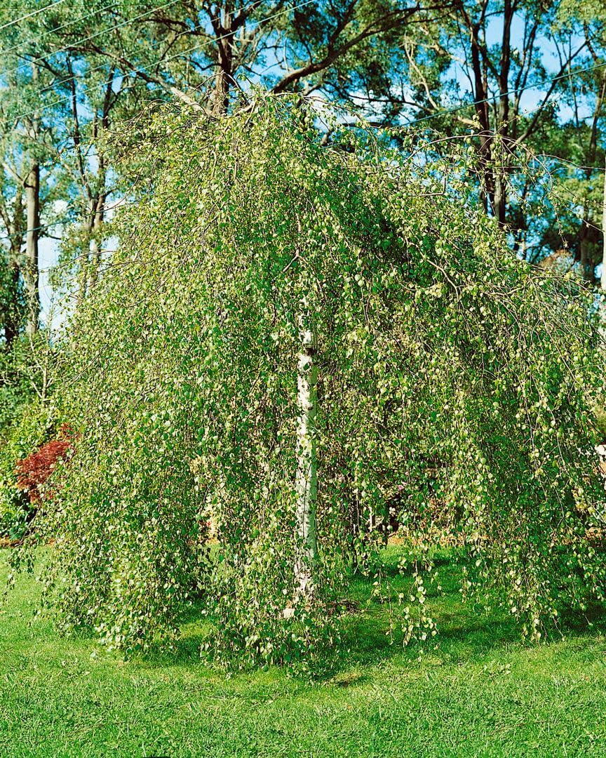 Betula pendula 'Youngii' Sta C15 korona jednoczęściowa. 180- brzoza płacząca "Youngii", mrozoodporna, niemiecka jakość szkółki drzewnej, w doniczce dla optymalnego wzrostu