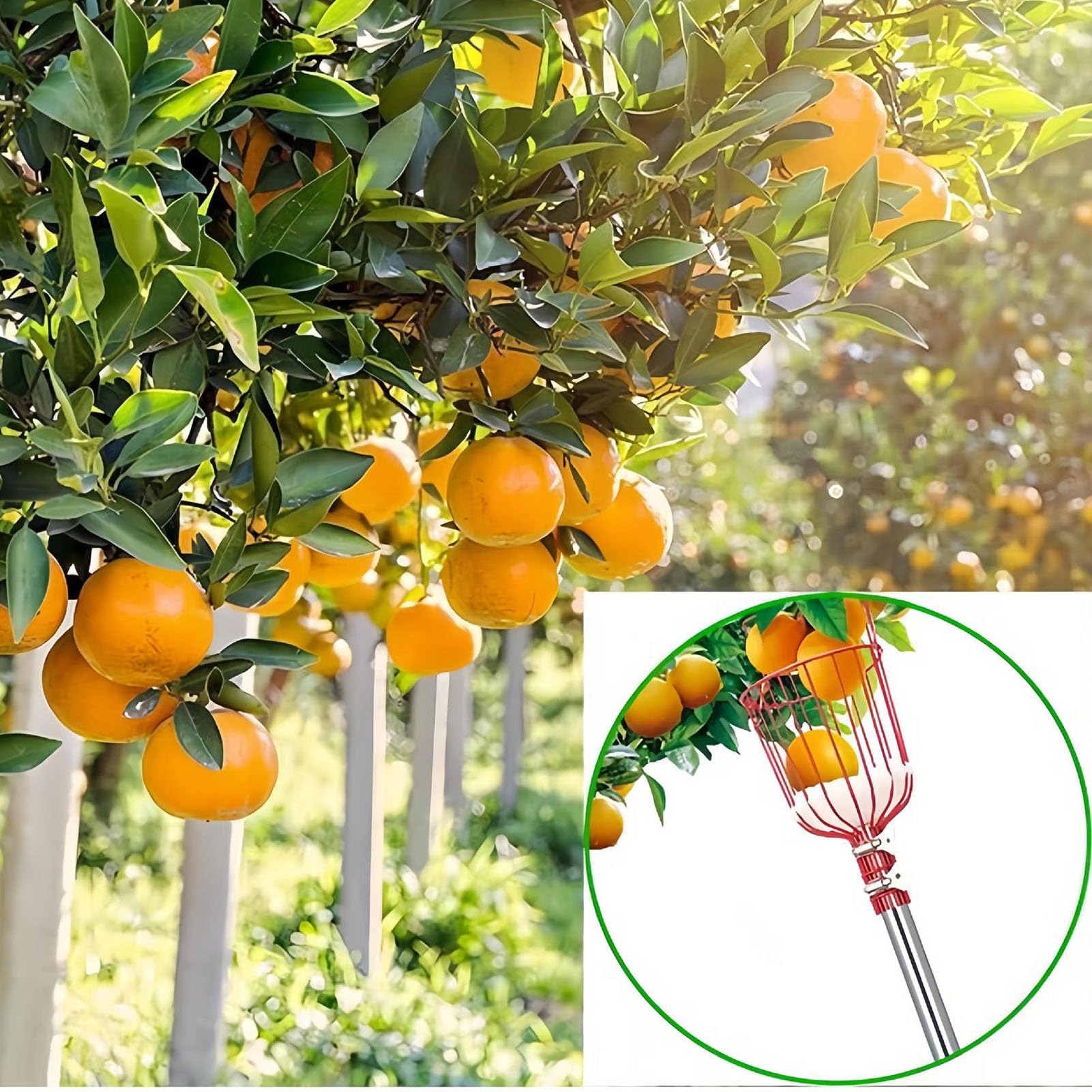 Poste recolector de frutas con cesta telescópica, herramienta de recolección de frutas ajustable, herramienta de poste telescópico recolector de naranjas para mango, pera, limón (Om / 10. Tenía miedo)