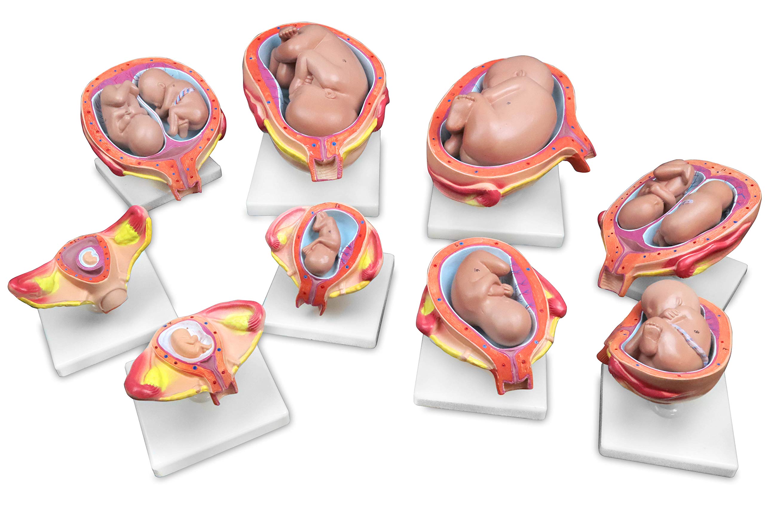 Jackson Global JS00073 Fetus Development Model | Set of 8 Models，14 Pieces in Total | Key Anatomical Features Labelled with Accompanying Key Card