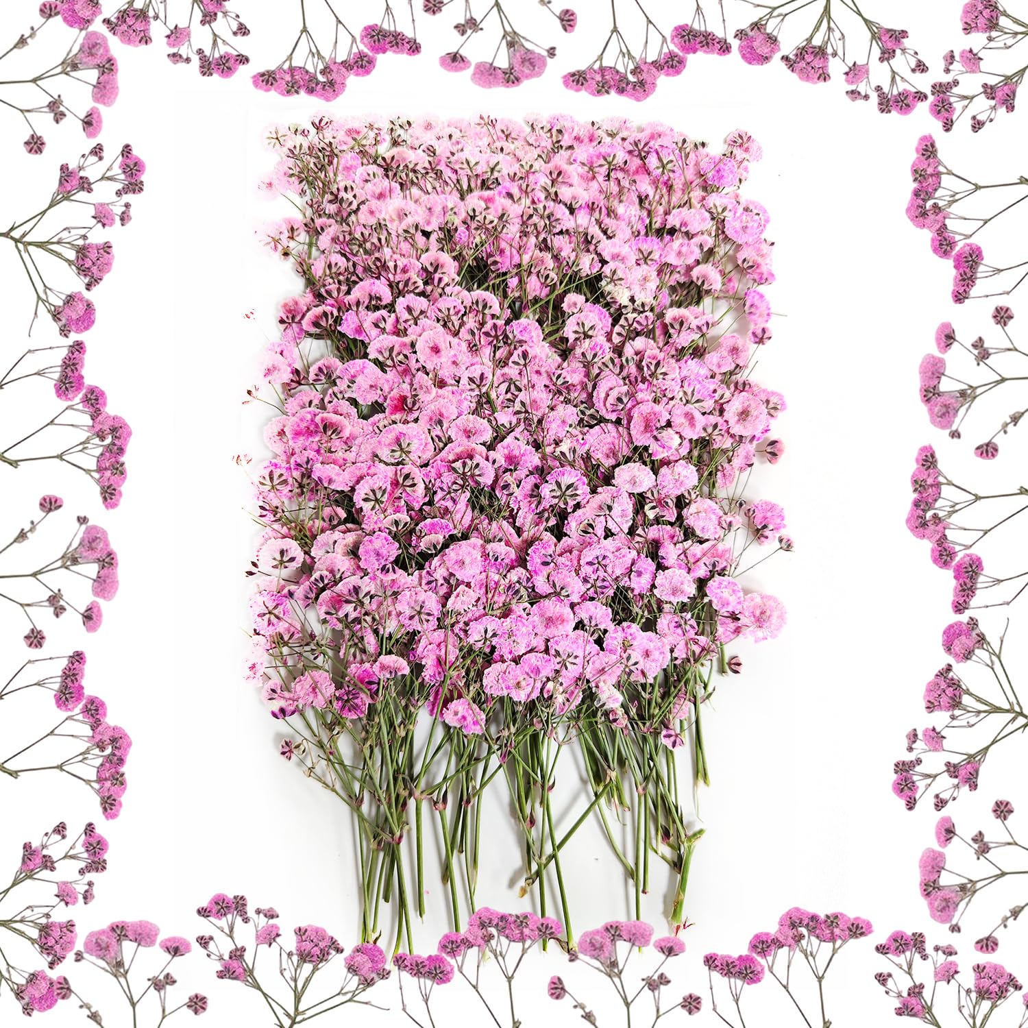 Confezione Da 50 Gypsophila Bianca Essiccata - Fiori Secchi Naturali Per Decorazioni, 7-10cm - Foto 9