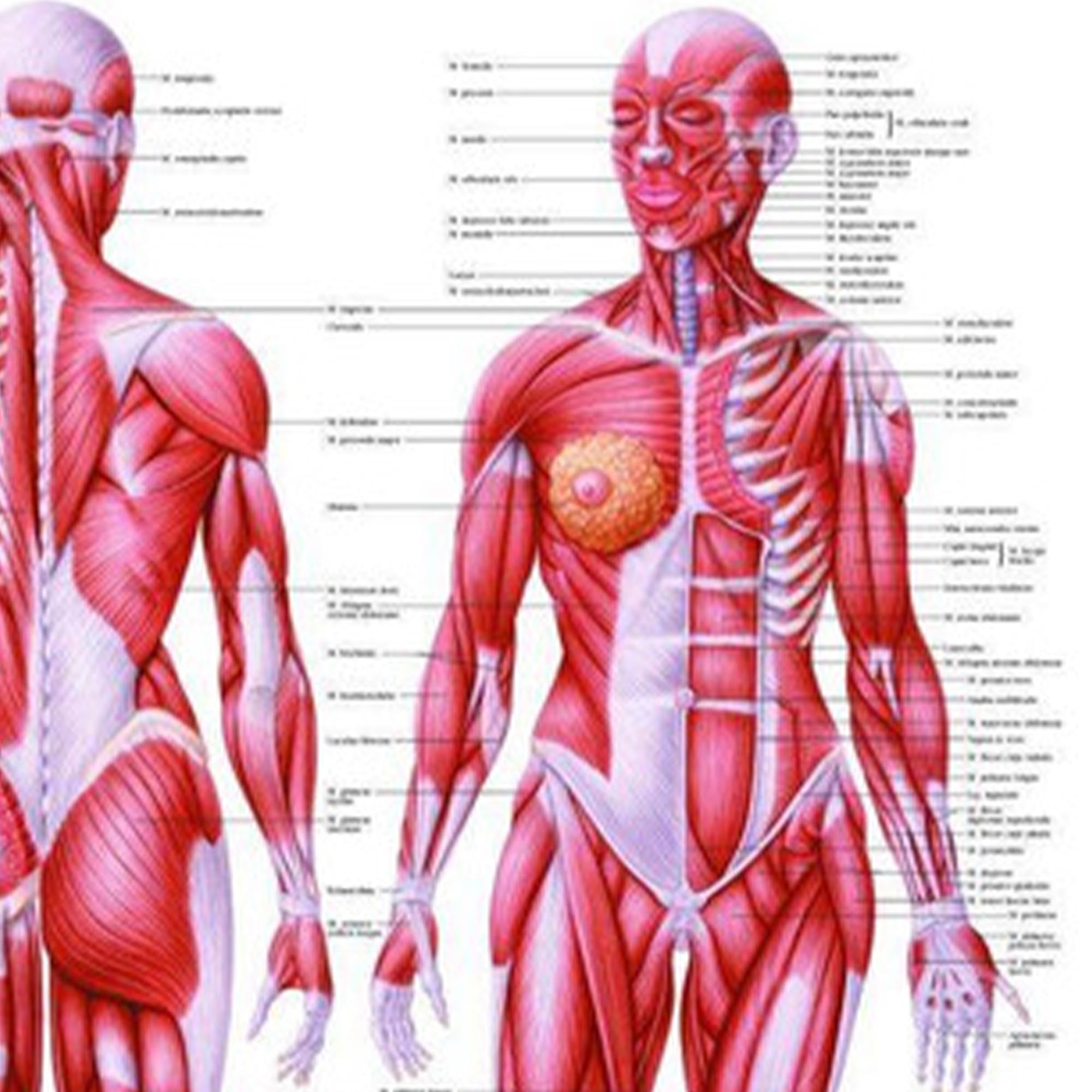 Muscles System Muscular System Chart THE MUSCULAR SYSTEM - Laminated Wall Chart ...