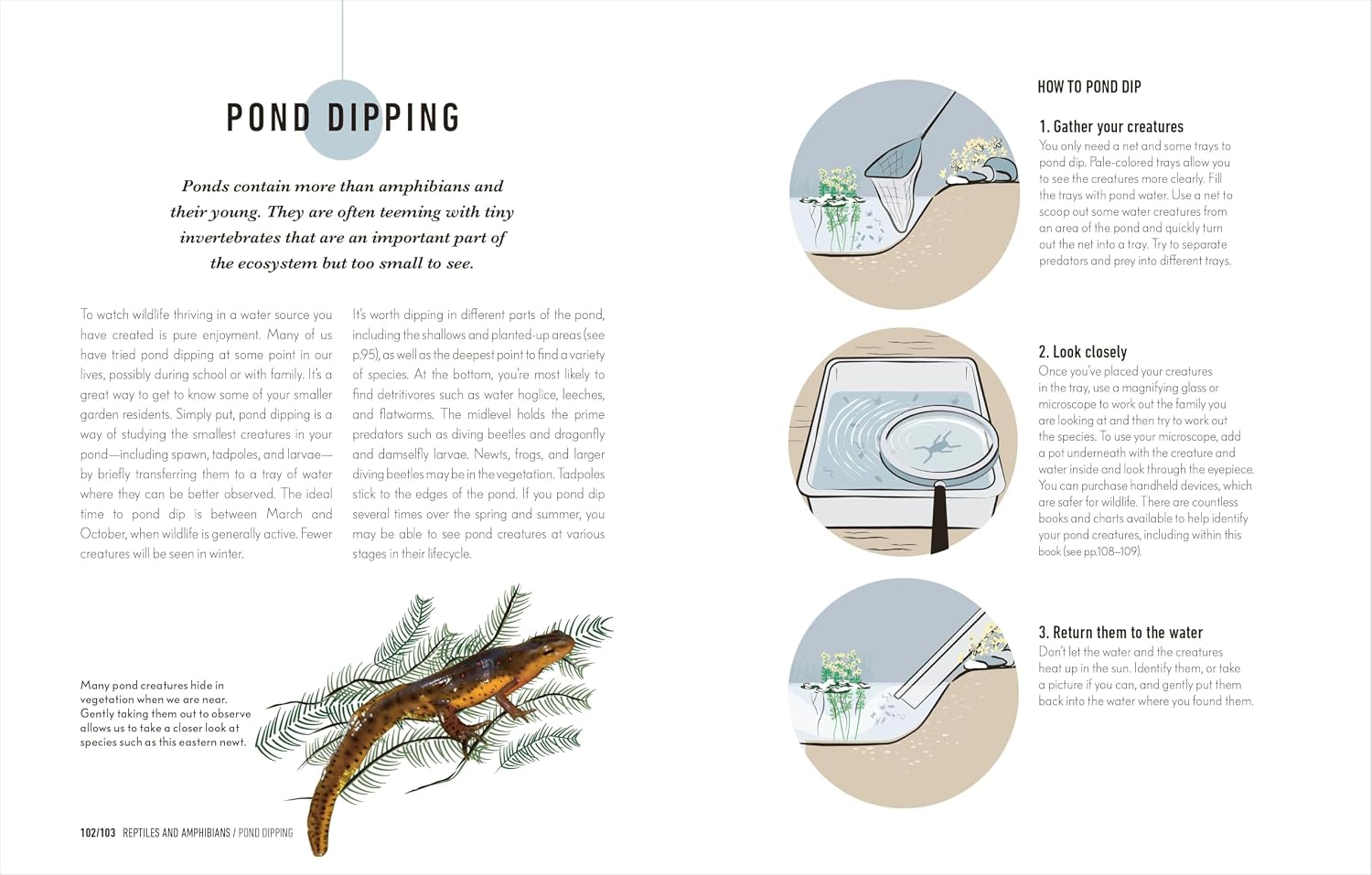 How to Attract Wildlife to Your Garden: Foods They Like, Plants They Love, Shelter They Need