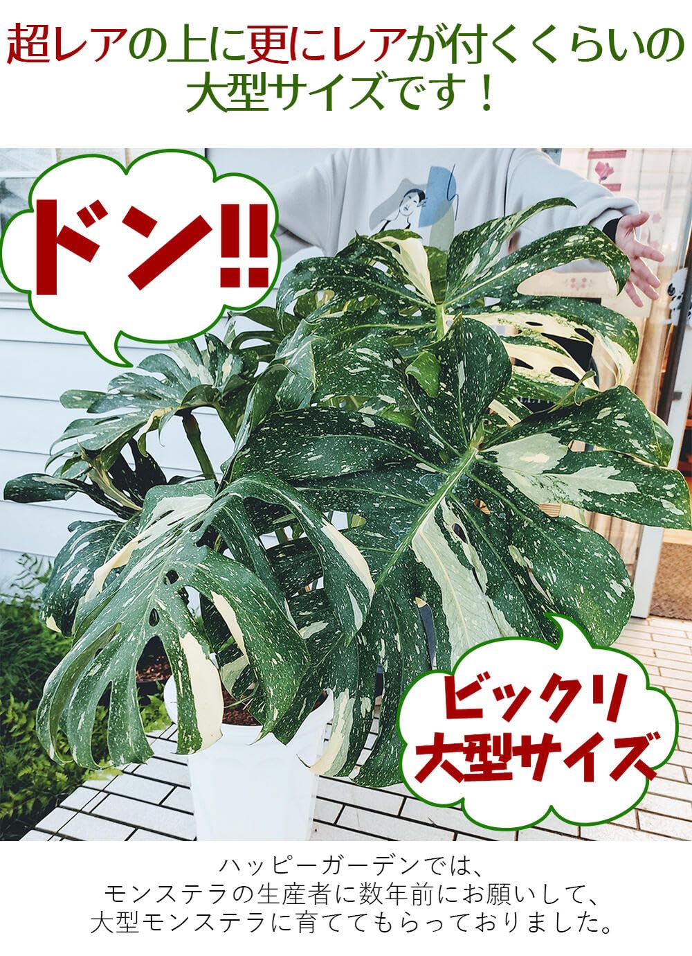 Amazon｜ハッピーガーデン 観葉植物 大型 珍しい 斑入り
