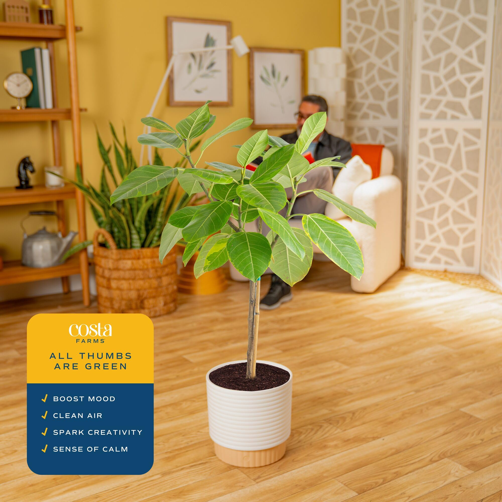 Amazon.com : Costa Farms Ficus Audrey Tree Live Plant in Decorative Pot,  Large Indoor Houseplant, Perfect for Home, Room, or Office Decor, Great  House Warming or Birthday Gift, 2-3 Feet Tall :