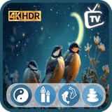Soothing Bird Melodies TV - Stress Relief with a Live Forecast Hub