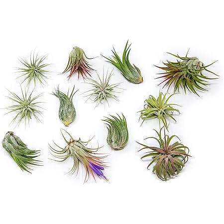 12 Pack Assorted Ionantha Air Plants - Wholesale - Bulk - Live Tillandsia - Easy Care House Plants - Succulents - 30 Day Guarantee