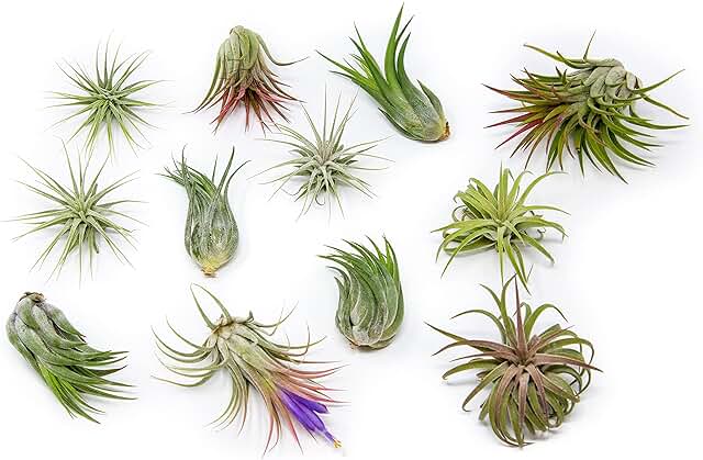 Air Plant Shop 12 Pack Assorted Ionantha Air Plants - Wholesale and Bulk...