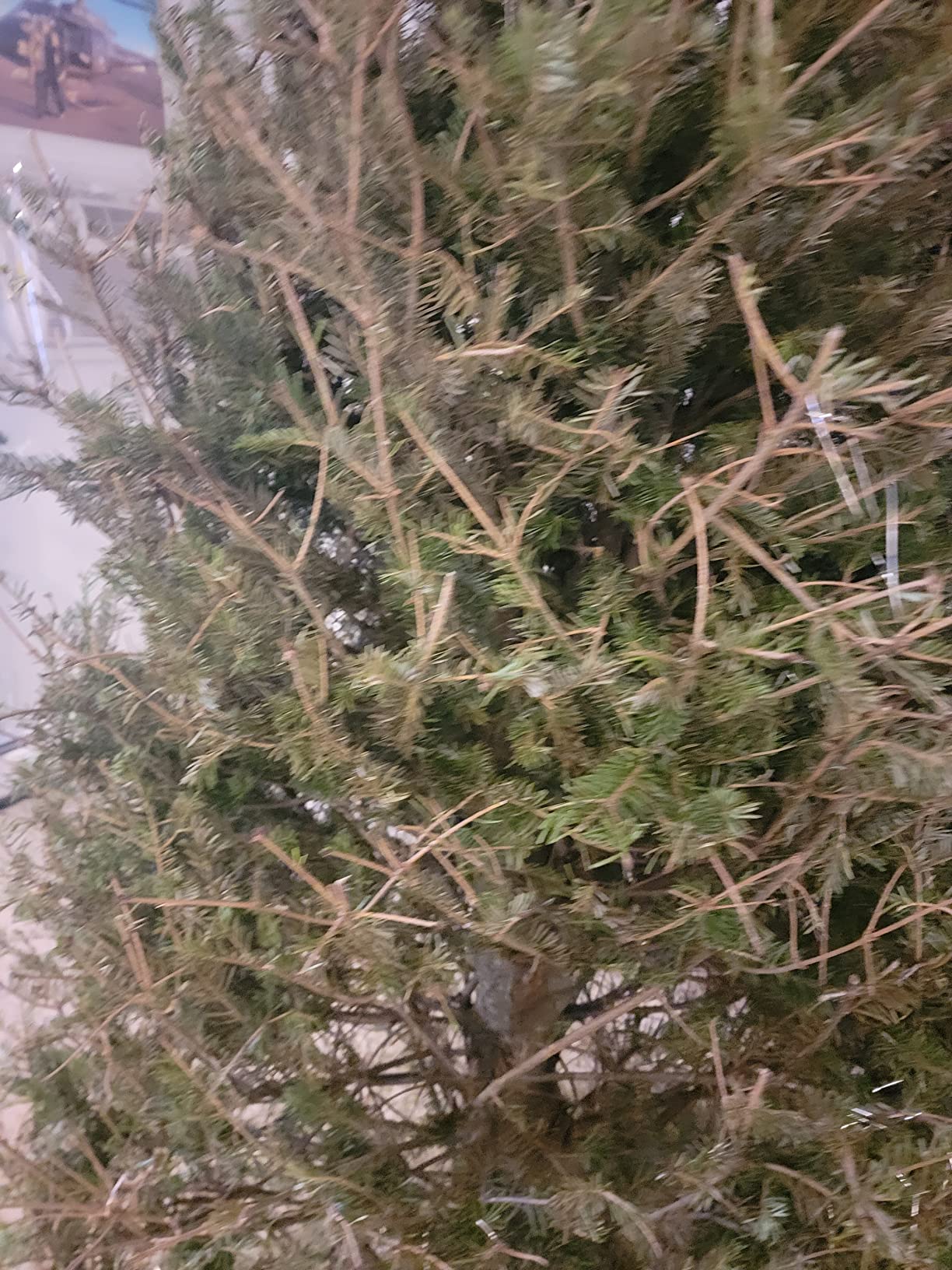 Forest Fresh Christmas Tree Preservative Keeps Your Tree