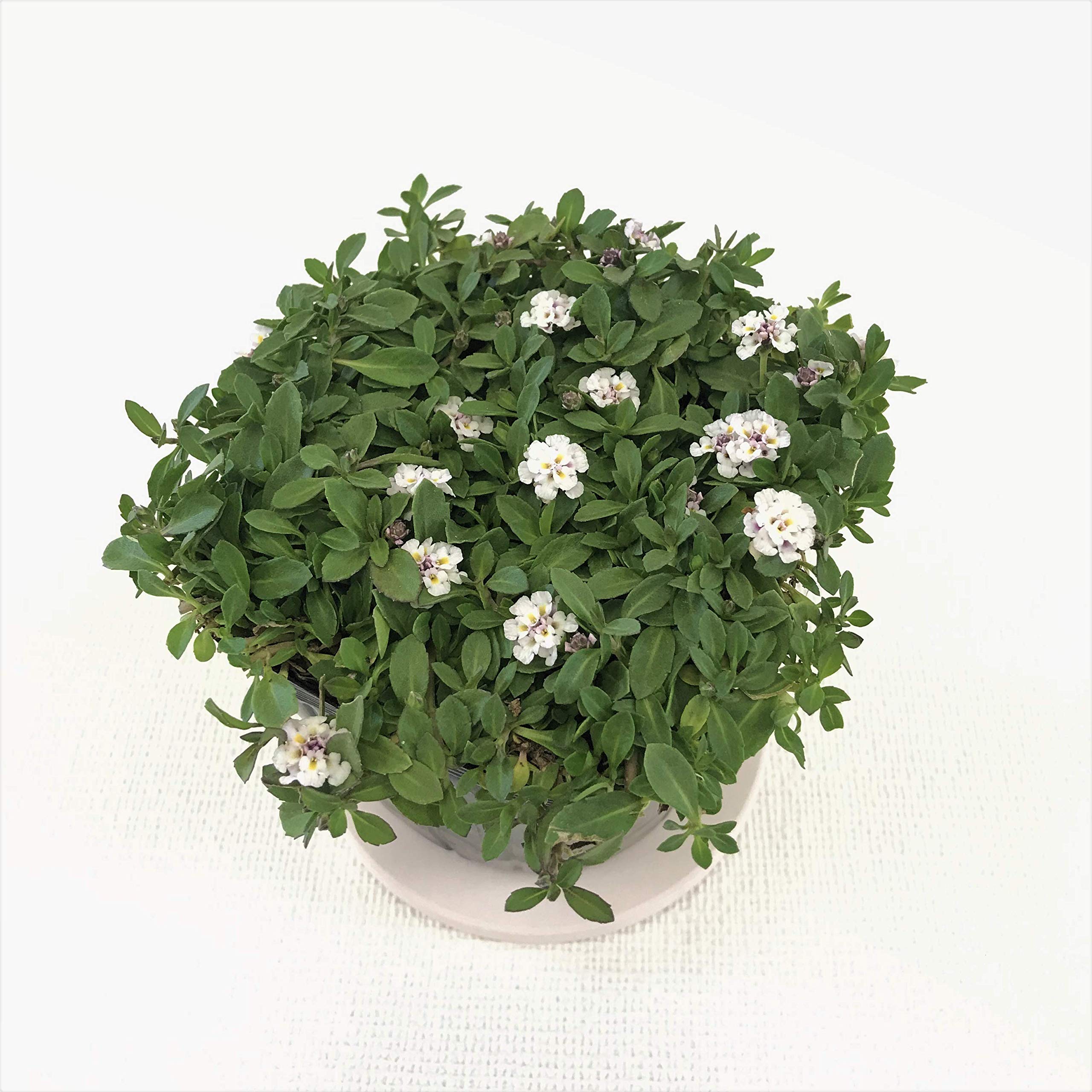 Amazon クラピア花苗 K7 白花 10入 花