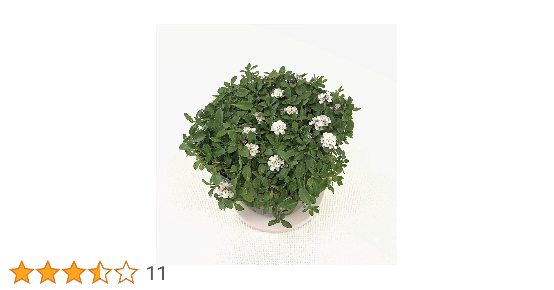 クラピカ^ ^ Amazon | グランドカバー植物「クラピアK7」40ポット苗セット（お申込