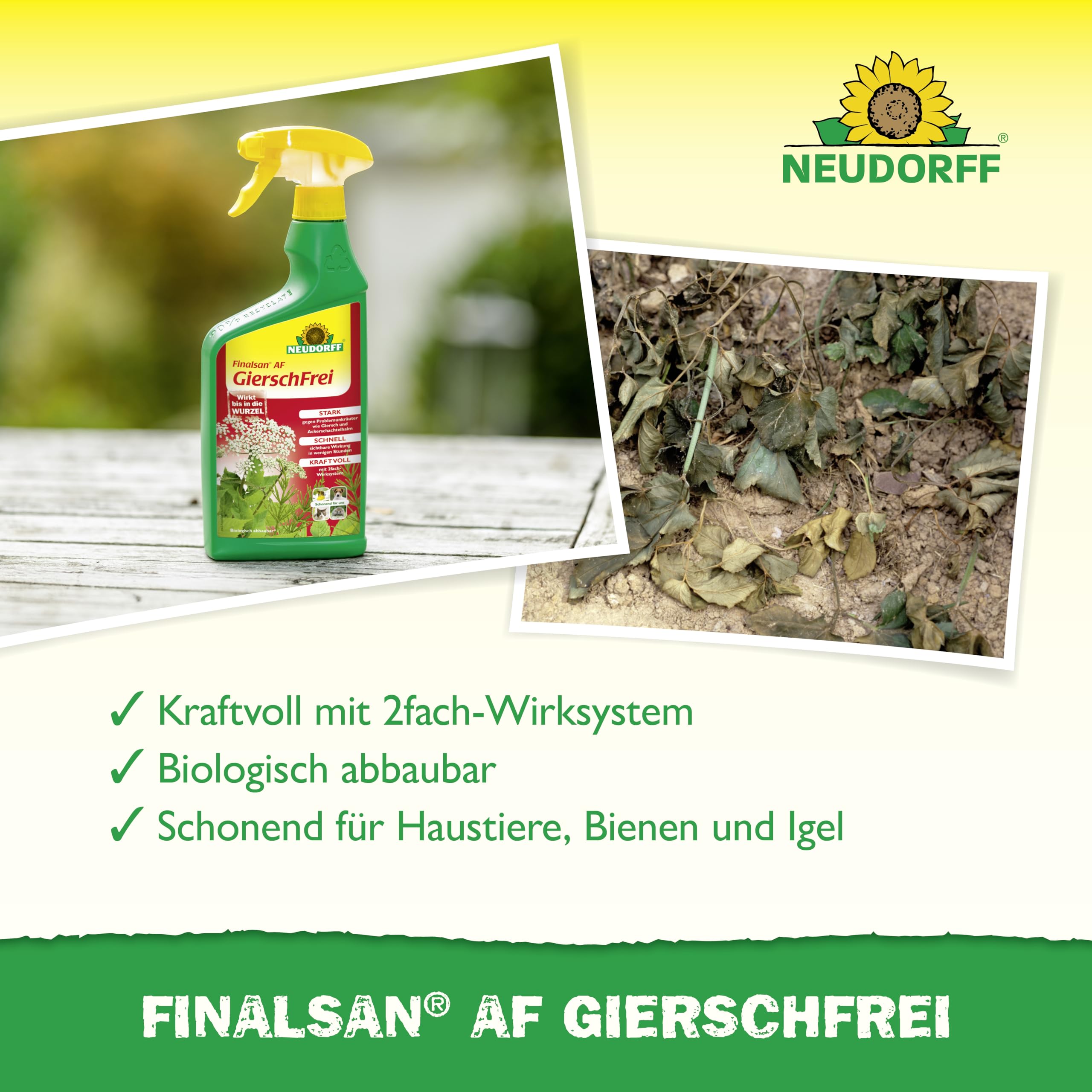 Neudorff Finalsan AF GierschFrei – Schnell wirkender Unkrautvernichter gegen Giersch und Ackerschachtelhalm für 100 m². Wirkt bis in die Wurzel, 3 Liter