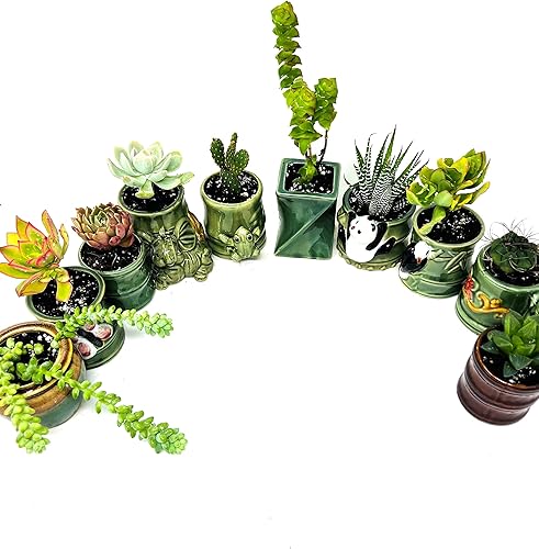 Miniatura 2 de 5 diferentes aloe y plantas suculentas fáciles de cultivardifíciles de matar! Cerámica de 2 pulgadas