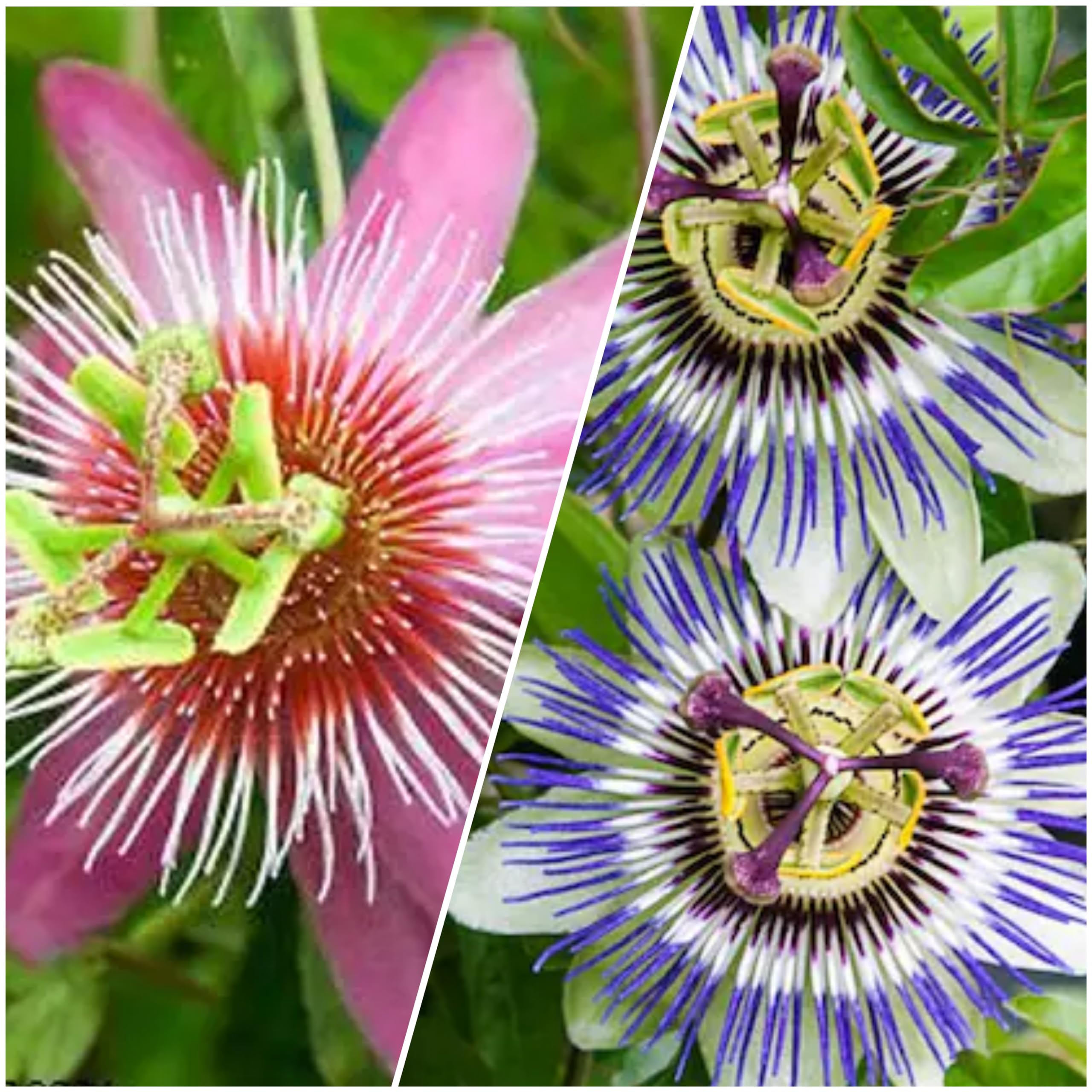 2 Robust Passion Flower Plants with Intense Fragrance Blue & red Colours (B0CZ7HNY6R) Amazon Price History, Amazon Price Tracker
